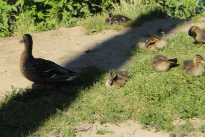 Гуляем по Кохме